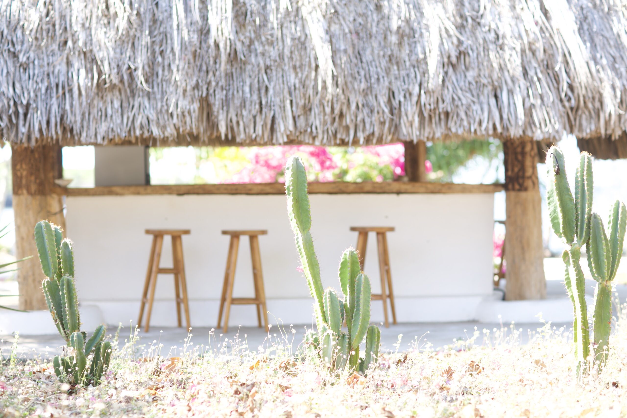 The thatched garden bar, seen past a stand of cactus and bougainvillea